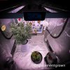 grow-with-medicgrow-smart8-spacementgrown-20220115-5.jpg