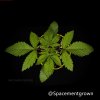 grow-with-medicgrow-smart8-spacementgrown-20220118-1.jpeg
