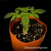grow-with-medicgrow-smart8-spacementgrown-20220118-3.jpg
