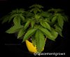 grow-with-medicgrow-smart8-spacementgrown-20220122-2.jpg