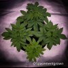grow-with-medicgrow-smart8-spacementgrown-20220126.jpg