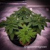 grow-with-medicgrow-smart8-spacementgrown-20220126-1.jpg