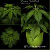 grow-with-medicgrow-smart8-spacementgrown-20220127-2.jpg