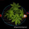 grow-with-medicgrow-smart8-spacementgrown-20220202-2.jpg