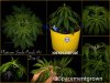 grow-with-medicgrow-smart8-spacementgrown-20220203.jpg