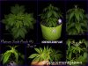 grow-with-medicgrow-smart8-spacementgrown-20220203-1.jpg