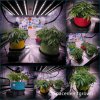 grow-with-medicgrow-smart8-spacementgrown-20220208-1.jpg
