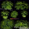 grow-with-medicgrow-smart8-spacementgrown-20220212-1.jpg