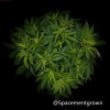 grow-with-medicgrow-smart8-spacementgrown-20220220.jpg