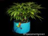 grow-with-medicgrow-smart8-spacementgrown-20220220-4.jpg