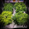 grow-with-medicgrow-smart8-spacementgrown-flipped-1.jpg