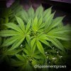 grow-with-medicgrow-smart8-spacementgrown-flipped-4.jpg