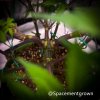 grow-with-medicgrow-smart8-spacementgrown-stems.jpg
