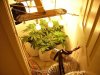 cfl grow.jpg