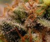 trichome1.jpg