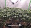 grow-with-medicgrow-fold8-hardcorez-10.jpg