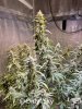 medicgrow-fold8-day74-kush-1.jpg