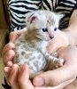 Bengal kitten.jpg