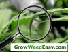cannabis-leaves-tips-down-sm.jpg