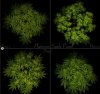grow-with-medicgrow-smart8-spacementgrown-day1flower-1.jpg