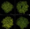 grow-with-medicgrow-smart8-spacementgrown-day8flower-1.jpg