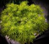 grow-with-medicgrow-smart8-spacementgrown-day14flower-5.jpg