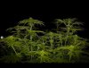 grow-with-medicgrow-smart8-spacementgrown-day16flower.jpg