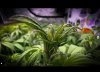 grow-with-medicgrow-smart8-spacementgrown-week2flower-2.jpg