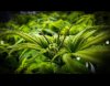 grow-with-medicgrow-smart8-spacementgrown-week2flower-3.jpg