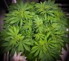 grow-with-medicgrow-smart8-spacementgrown-week2flower-4.jpg