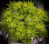 grow-with-medicgrow-smart8-spacementgrown-week2flower-5.jpg