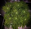 grow-with-medicgrow-smart8-spacementgrown-day21flower-8.jpg