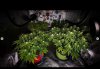 grow-with-medicgrow-smart8-spacementgrown-day23flower-14.jpg