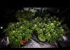 grow-with-medicgrow-smart8-spacementgrown-day23flower-15.jpg