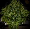 grow-with-medicgrow-smart8-spacementgrown-day28flower-6.jpg