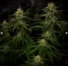 grow-with-medicgrow-smart8-spacementgrown-day28flower-13.jpg