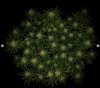 grow-with-medicgrow-smart8-spacementgrown-day30flower-2.jpg