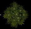 grow-with-medicgrow-smart8-spacementgrown-day30flower-4.jpg