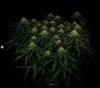 grow-with-medicgrow-smart8-spacementgrown-day30flower-10.jpg