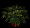grow-with-medicgrow-smart8-spacementgrown-day30flower-11.jpg