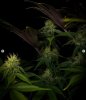 grow-with-medicgrow-smart8-spacementgrown-day30flower-16.jpg