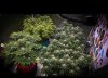 grow-with-medicgrow-smart8-spacementgrown-day32flower-1.jpg