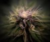 grow-with-medicgrow-smart8-spacementgrown-day35flower-4.jpg
