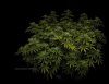 grow-with-medicgrow-smart8-spacementgrown-day36flower-5.jpg