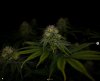 grow-with-medicgrow-smart8-spacementgrown-day36flower-10.jpg