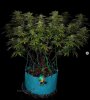 grow-with-medicgrow-smart8-spacementgrown-day36flower-27.jpg