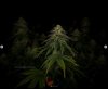 grow-with-medicgrow-smart8-spacementgrown-day36flower-31.jpg