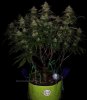 grow-with-medicgrow-smart8-spacementgrown-day42-12.jpg
