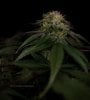 grow-with-medicgrow-smart8-spacementgrown-day42-17.jpg