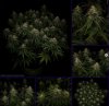 grow-with-medicgrow-smart8-spacementgrown-day42-20.jpg